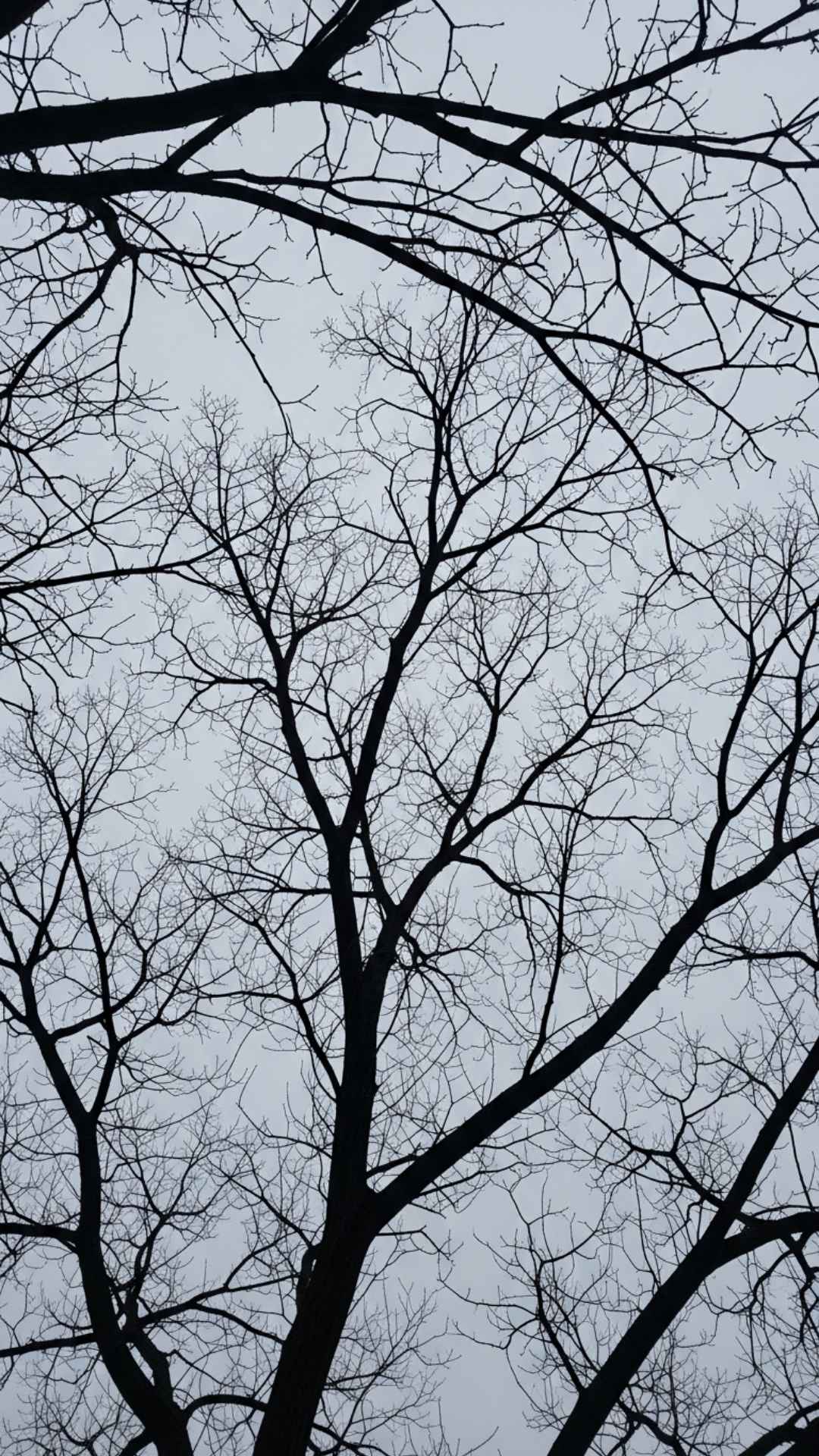 Bare tree branches silhouetted against a grey, overcast sky, symbolizing emptiness, desolation, and deep sadness.