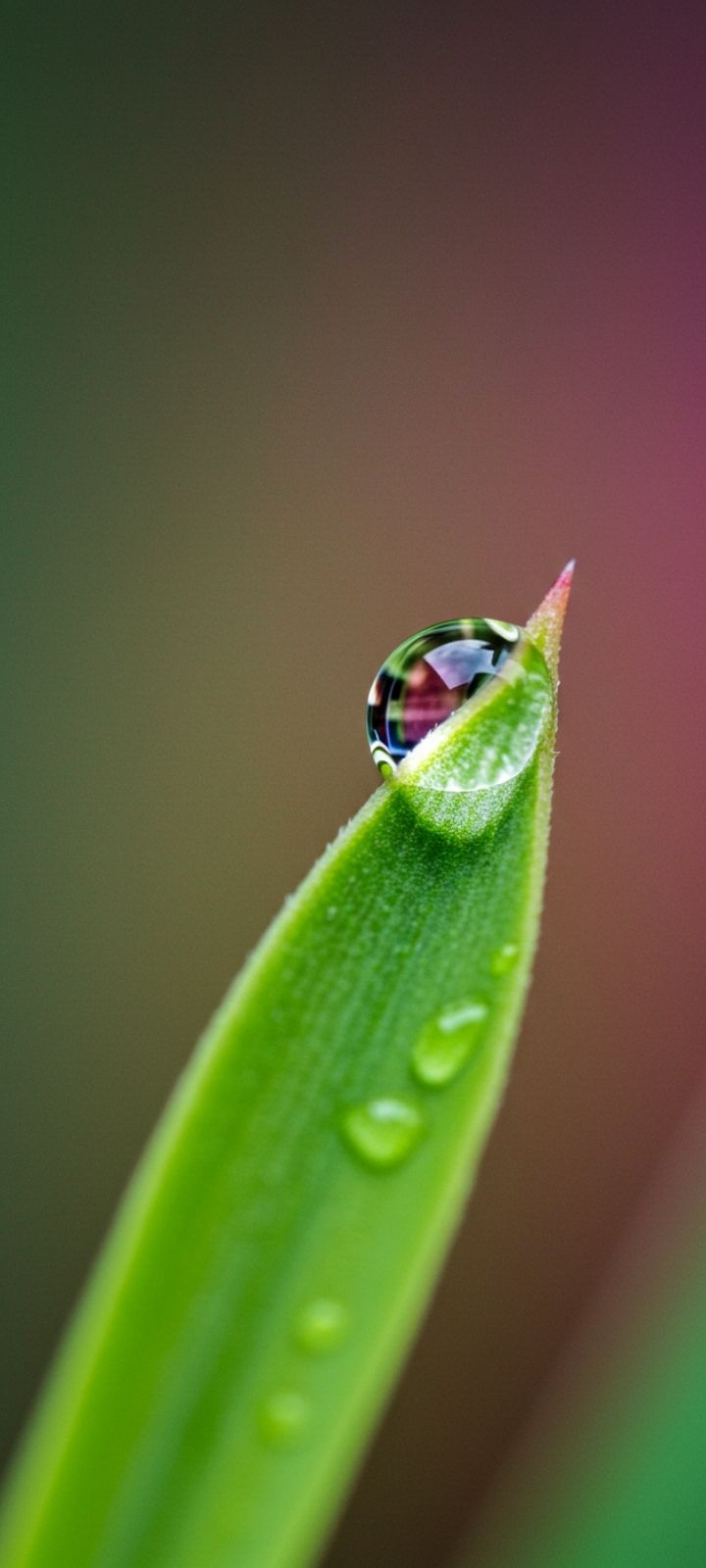 HD DP of a crystal clear water droplet on a green leaf, macro photography.