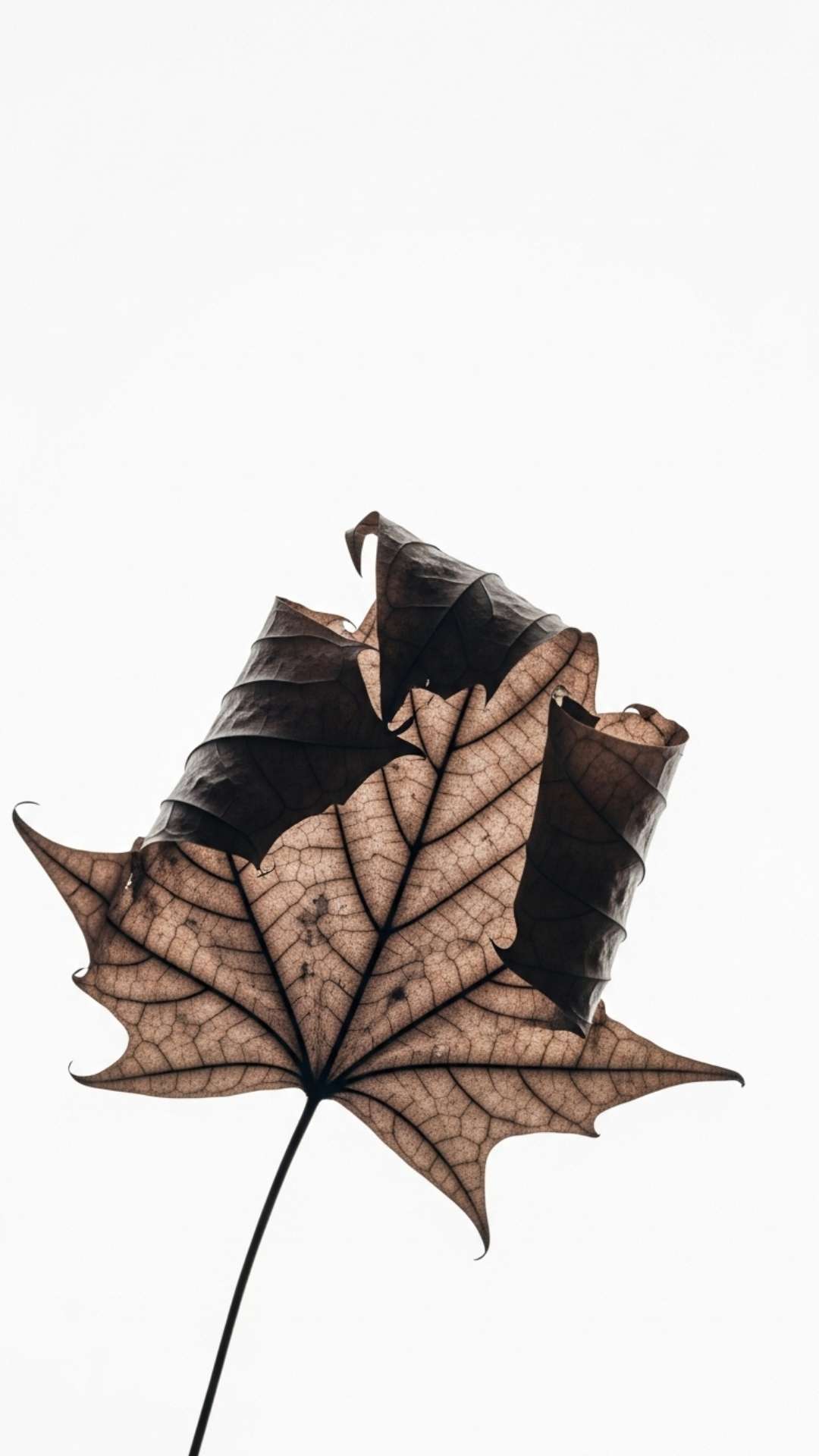 A single dried leaf falling against a stark, desaturated background, symbolizing endings, loss, and quiet melancholy.