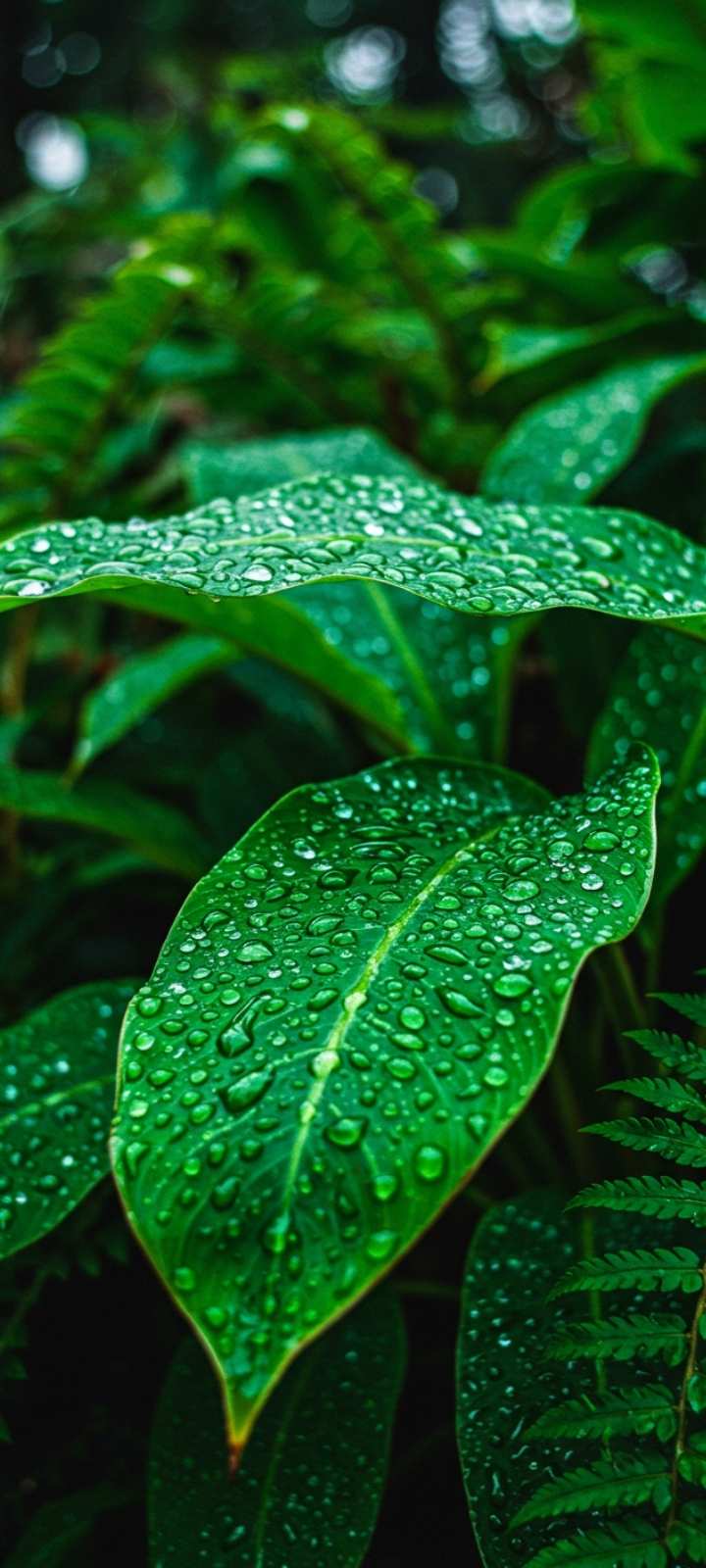 Monsoon greenery wallpaper, raindrops on leaves, Indian nature HD.