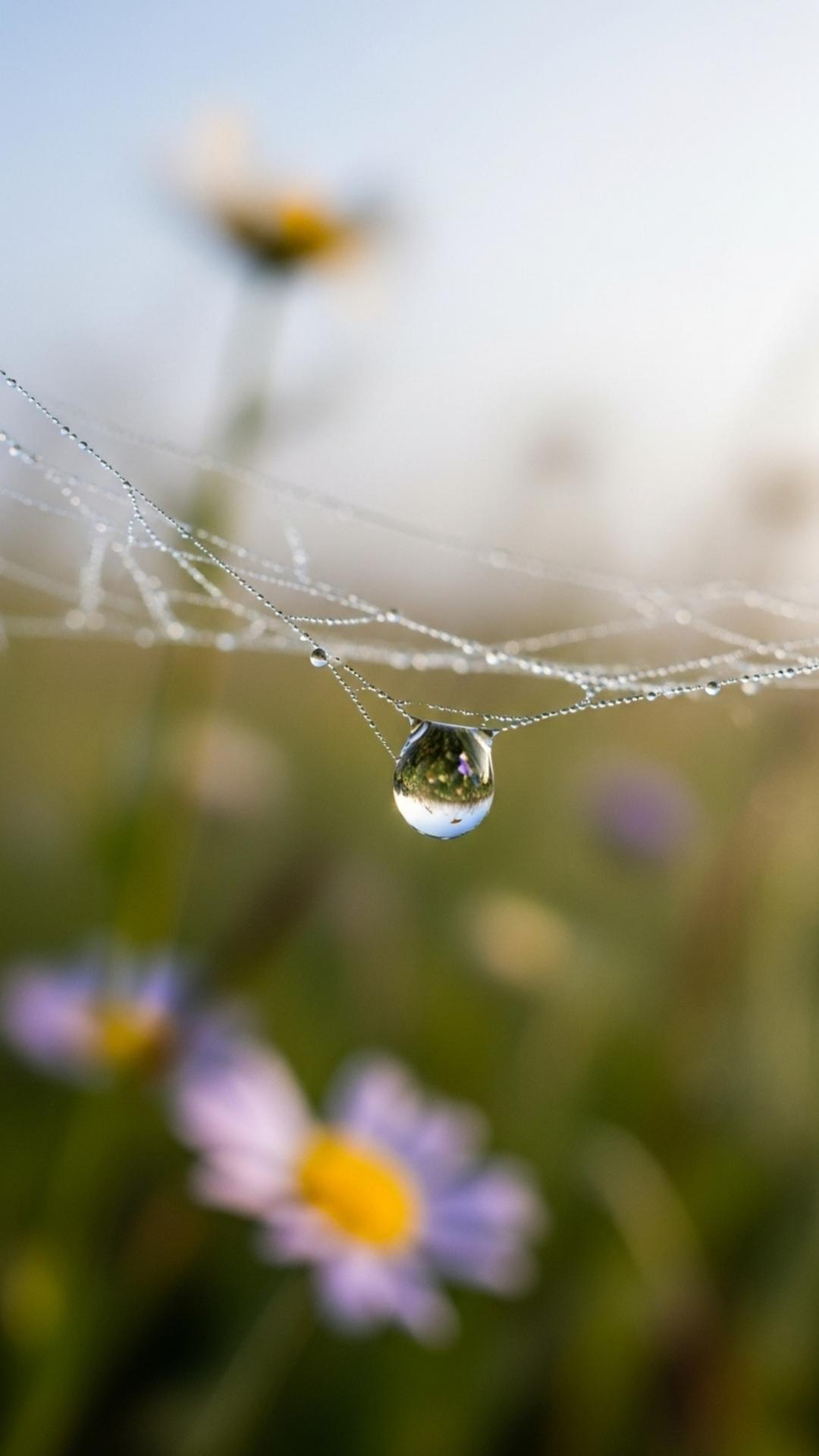Macro shot of a dewdrop on a spiderweb, a beautiful nature WhatsApp DP.