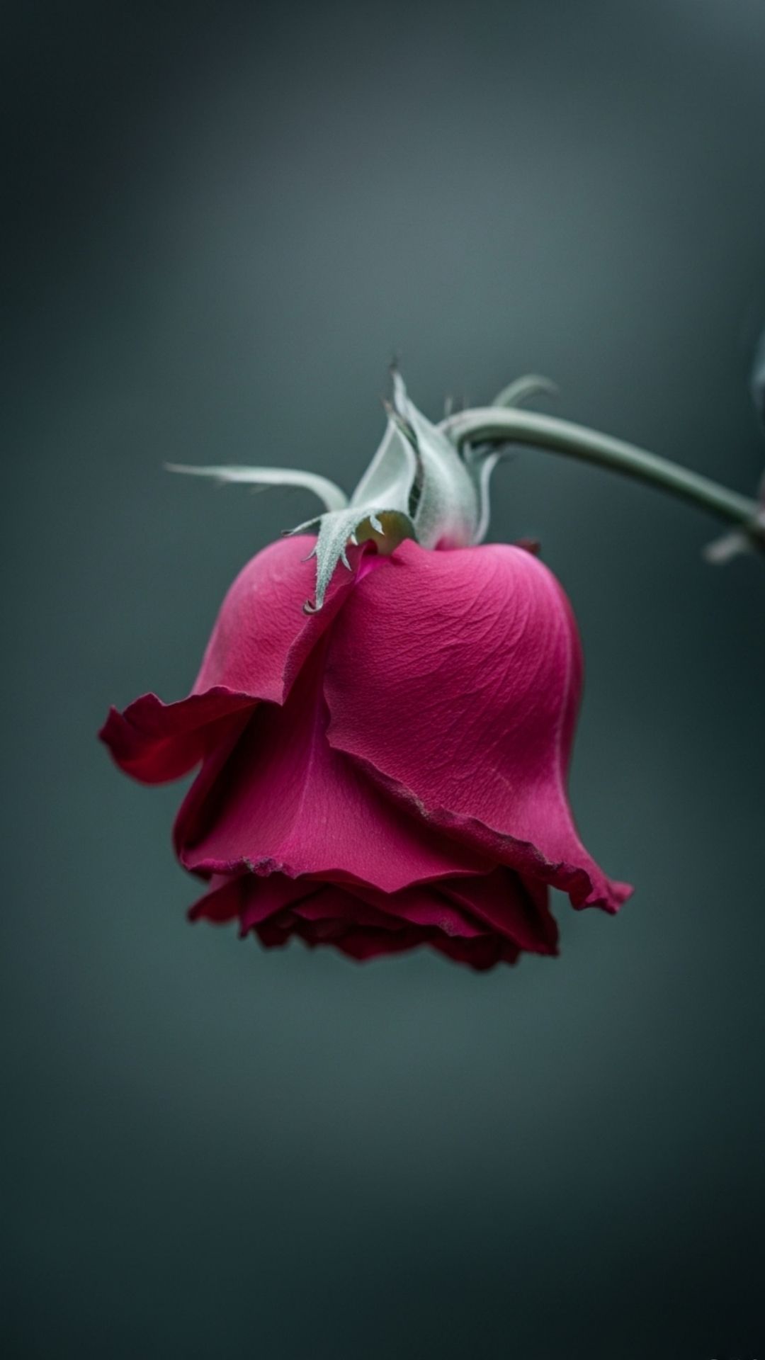 A solitary, wilted rose with drooping petals on a dark background, symbolizing sadness, fading beauty, and loss.