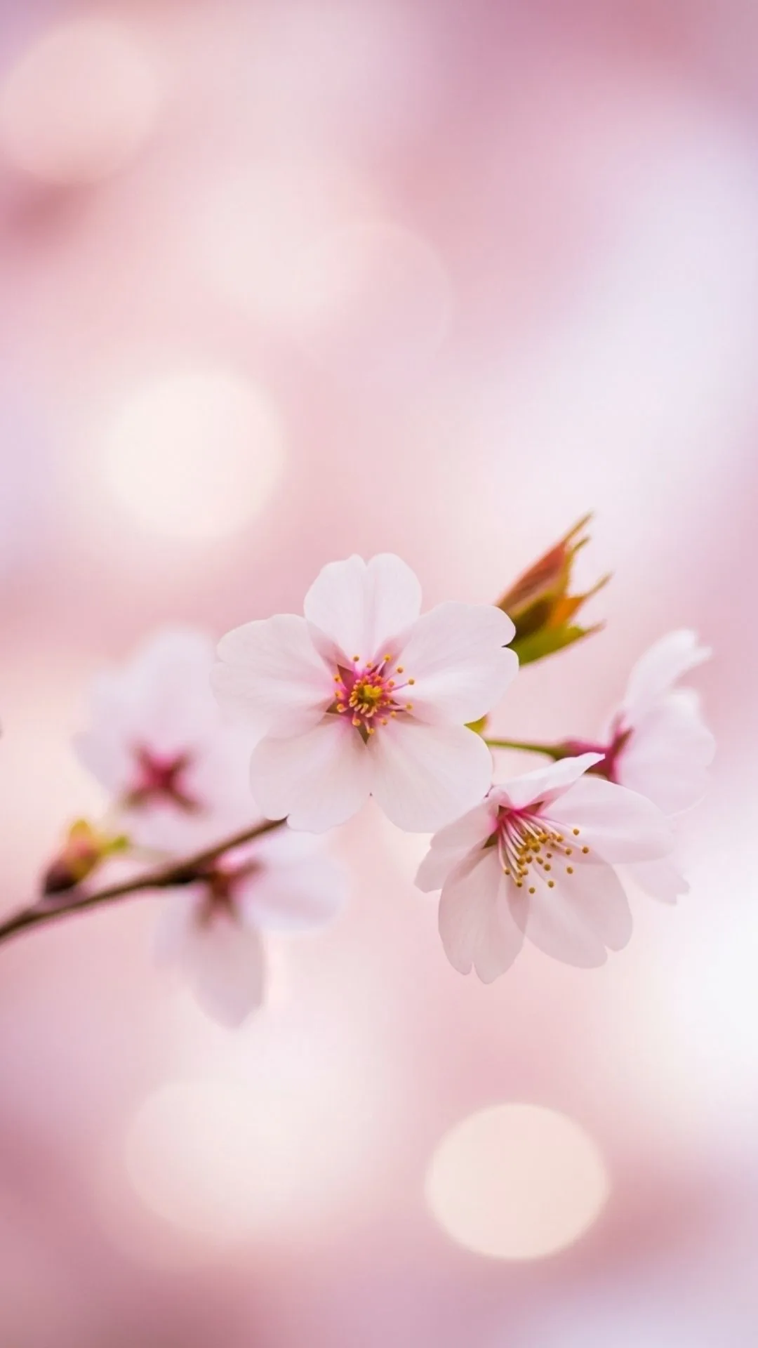 Beautiful unique aesthetic DP featuring a delicate cherry blossom with soft bokeh background, ideal for a refined WhatsApp profile picture.