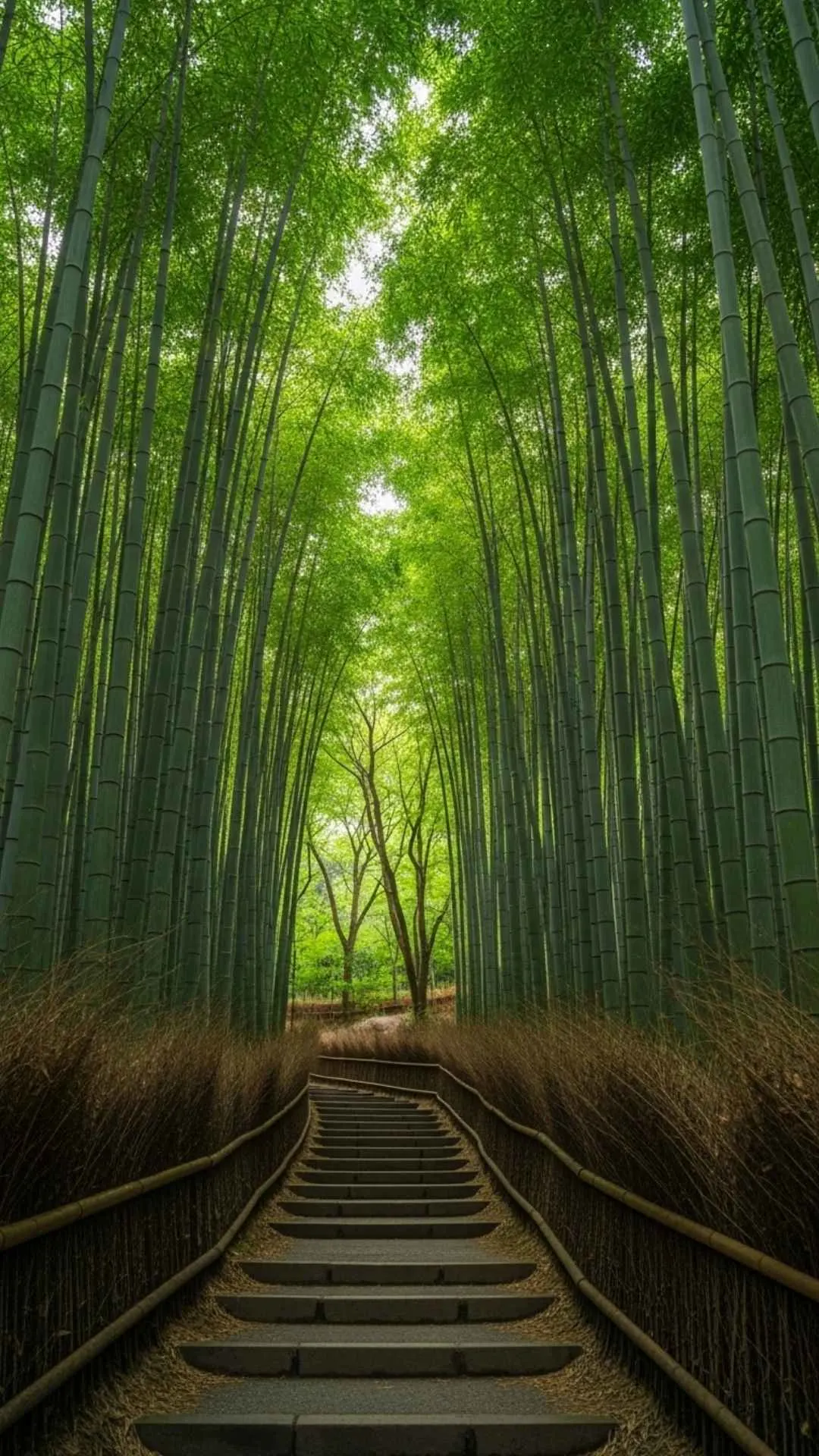 A peaceful path through a tall, green bamboo grove. A calming and healing DP for a minimalist and Zen-inspired profile