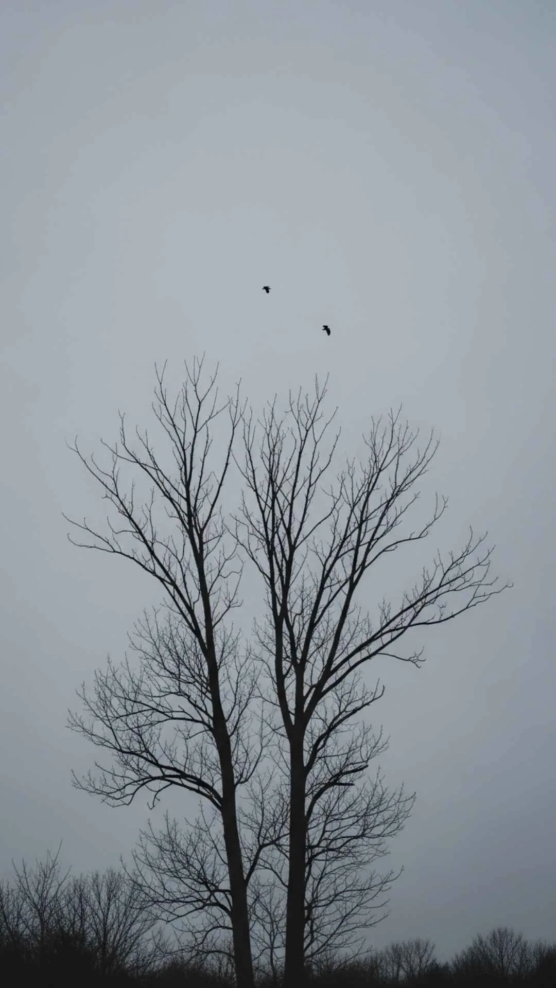 Bare trees DP, gray sky, empty landscape, bleakness, moody nature aesthetic, sense of desolation.
