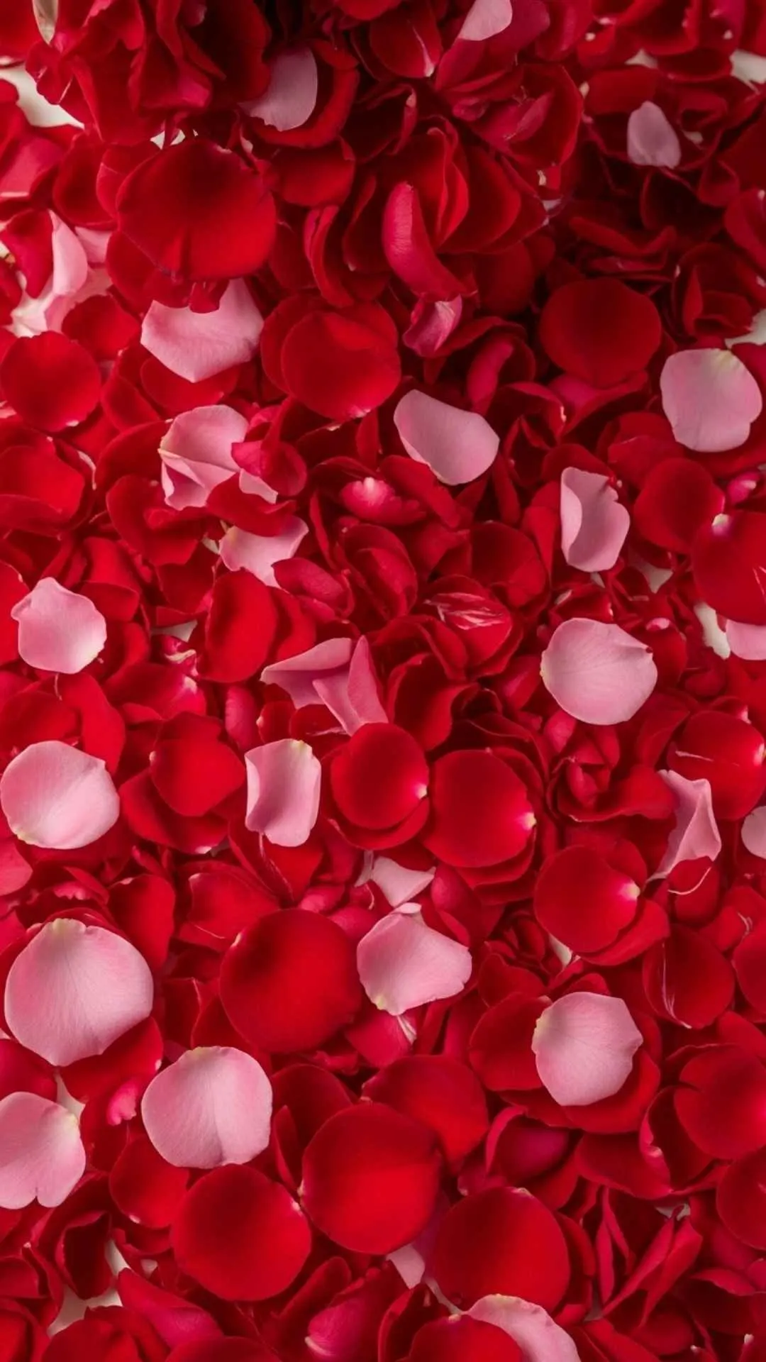 A beautiful HD background of red and pink rose petals, suitable as a luxurious and romantic flower DP or a high-quality phone wallpaper.