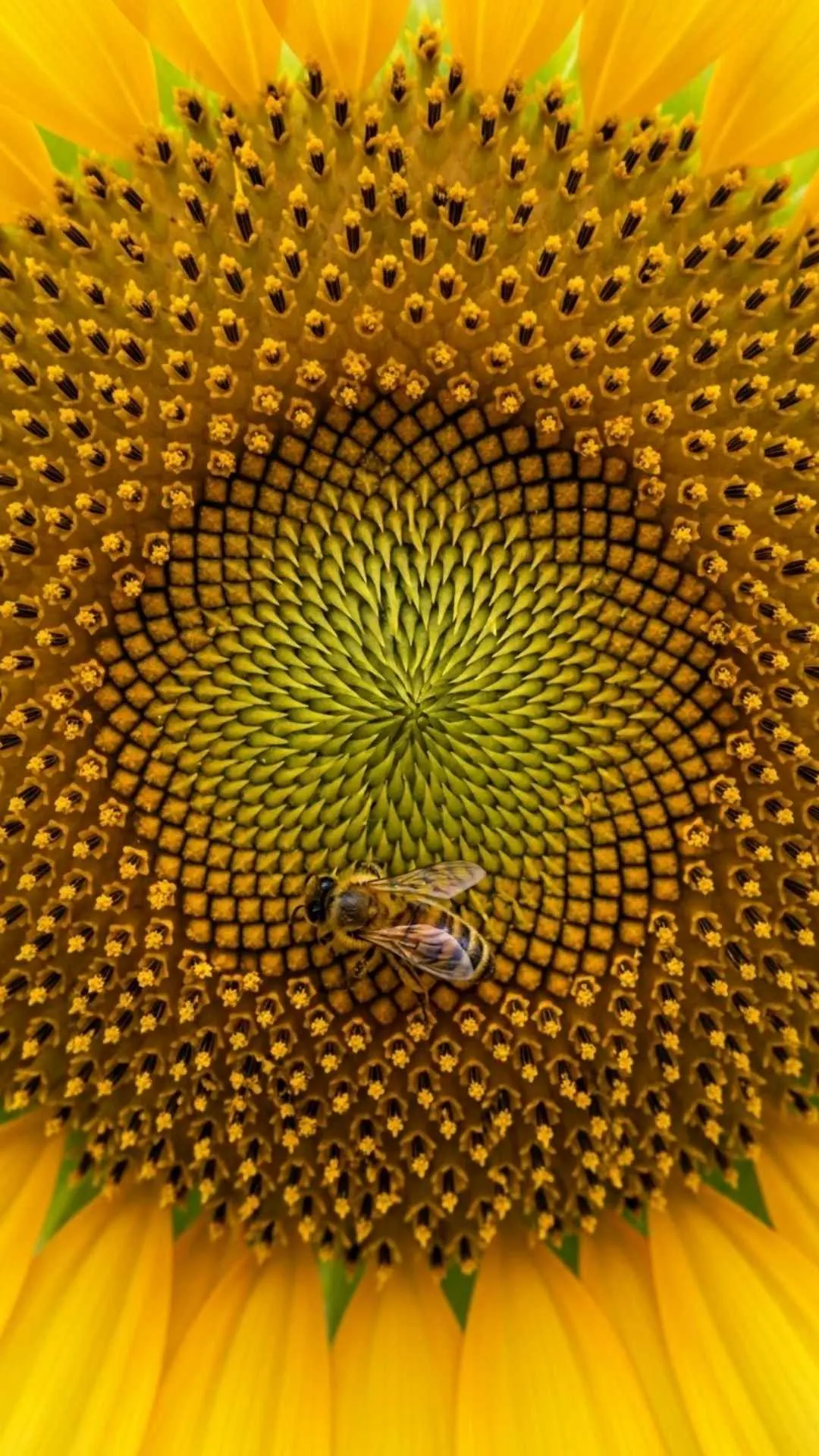 A unique 4K macro image of a bee on a sunflower, a detailed and positive avatar for a profile picture that represents diligence and nature's beauty.