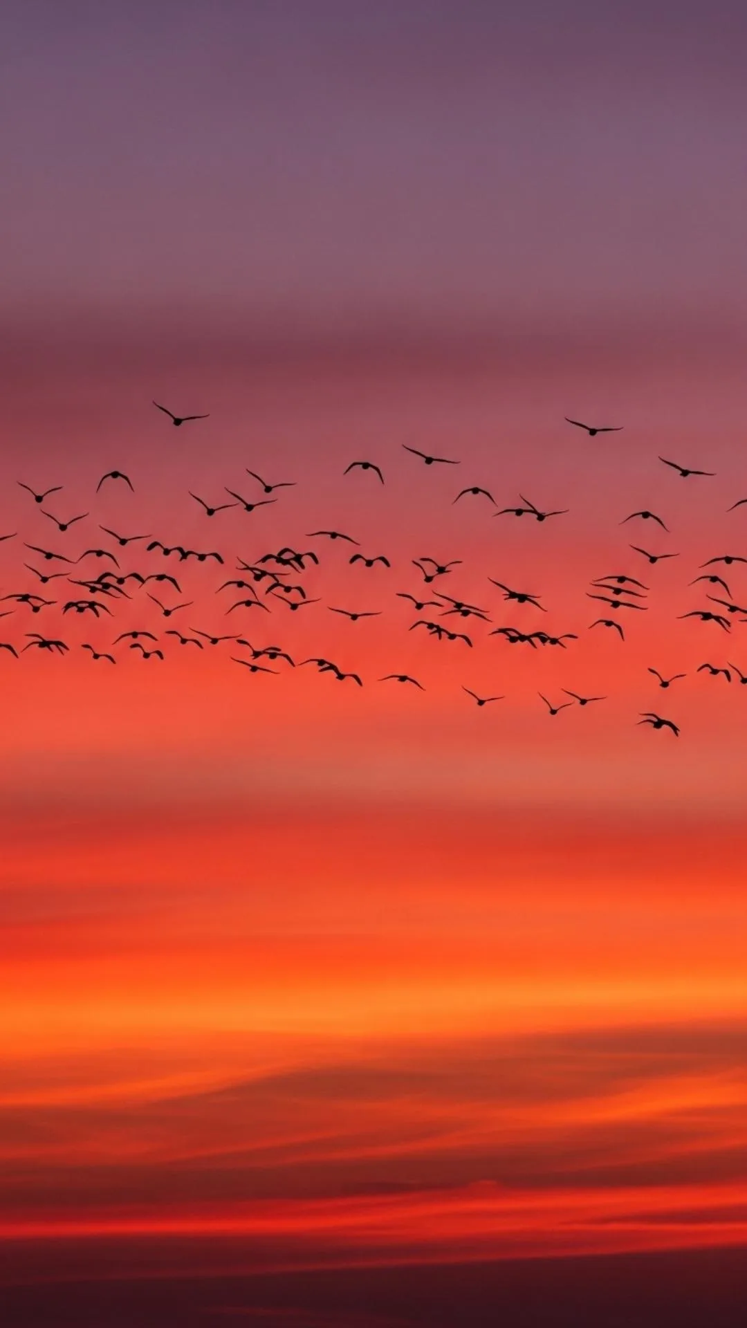 Silhouetted birds flying at sunset DP for WhatsApp, against a vibrant red and purple sky. Expressive bird nature profile pic.