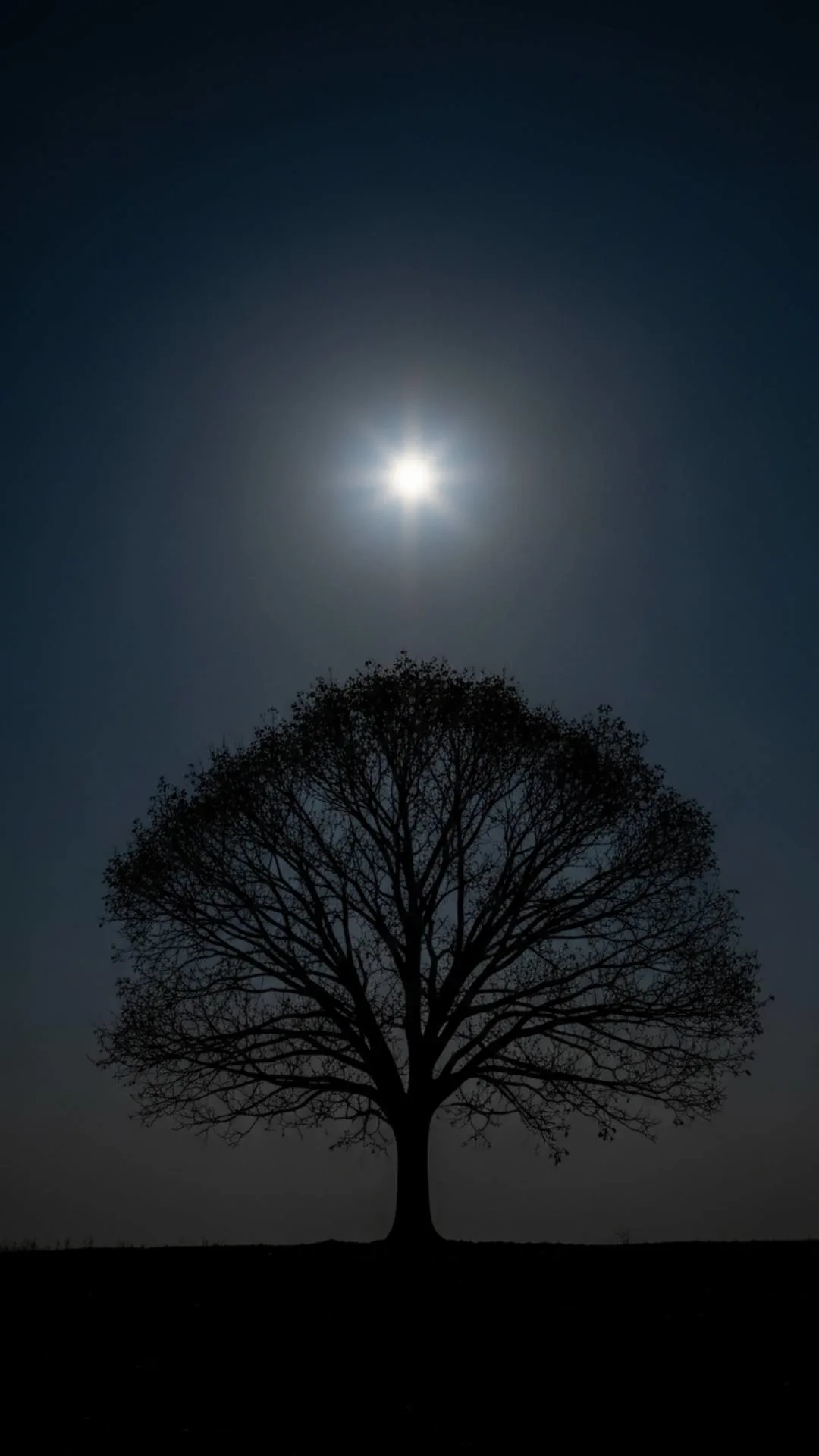 Peaceful black WhatsApp DP showcasing a solitary Bodhi tree silhouette, symbolizing wisdom and serenity.