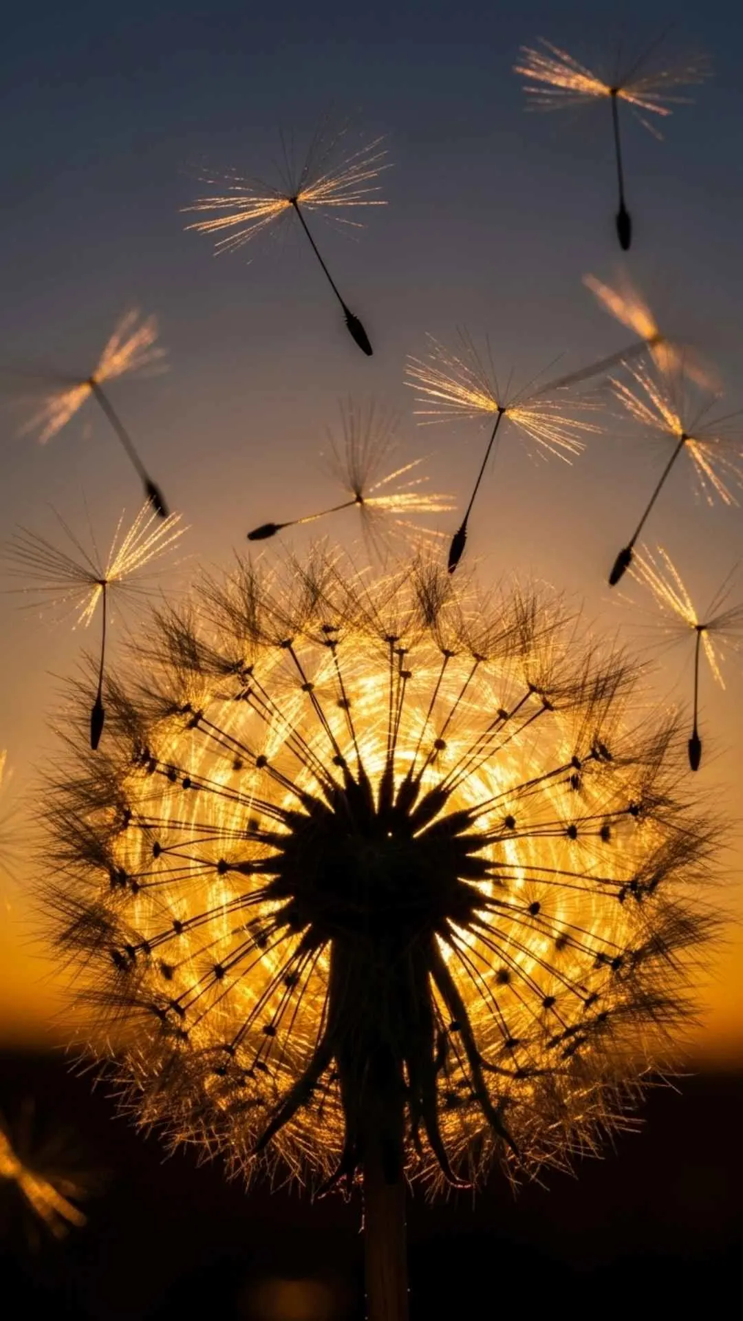 An aesthetic avatar of dandelion seeds blowing in the wind at sunset, a sad and beautiful image for a DP symbolizing letting go, separation, or a broken heart.