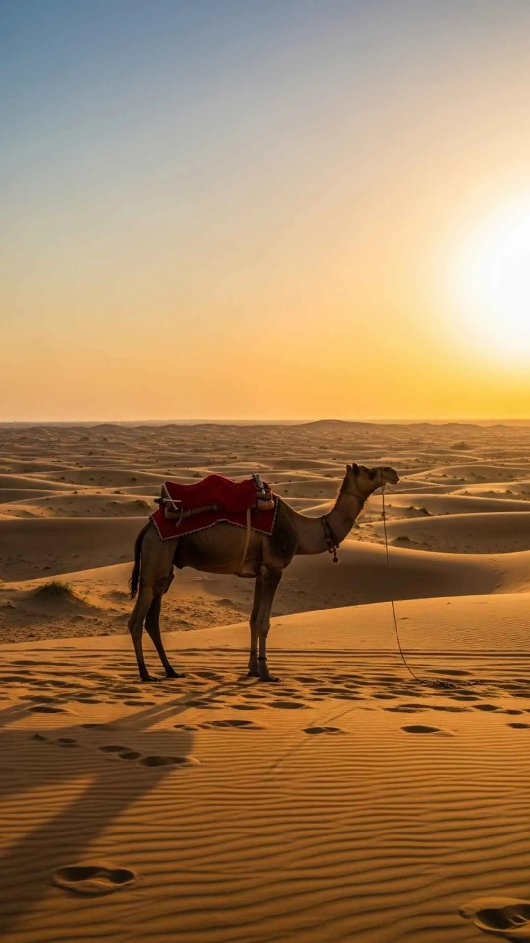 Rajasthan desert sunset DP, camel silhouette, golden hour aesthetic, Indian landscape profile picture, serene vastness, travel aesthetic.