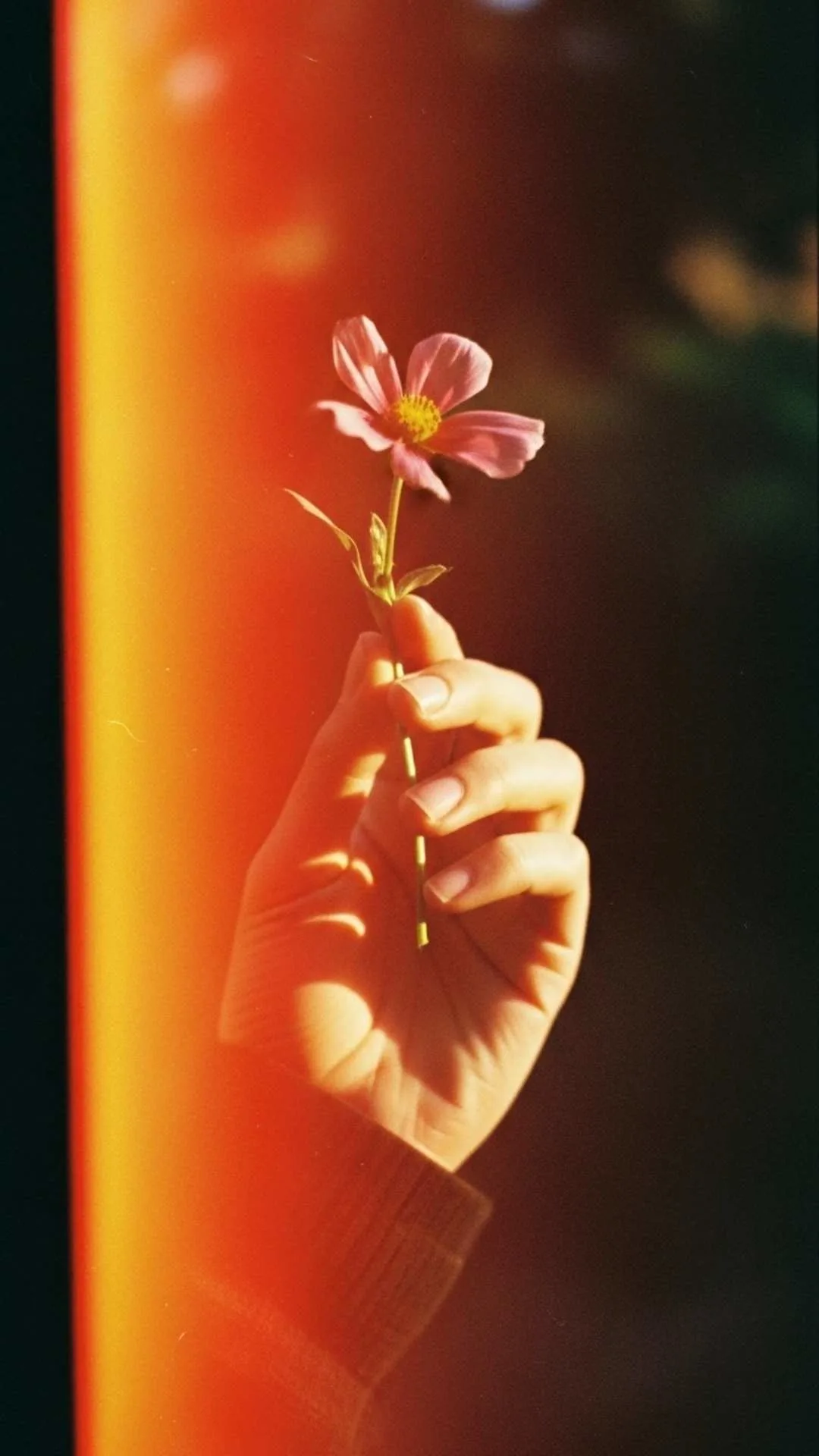 A retro, vintage-style DP of a flower with a film light leak, a trendy and aesthetic avatar for an Instagram profile picture with a nostalgic feel.