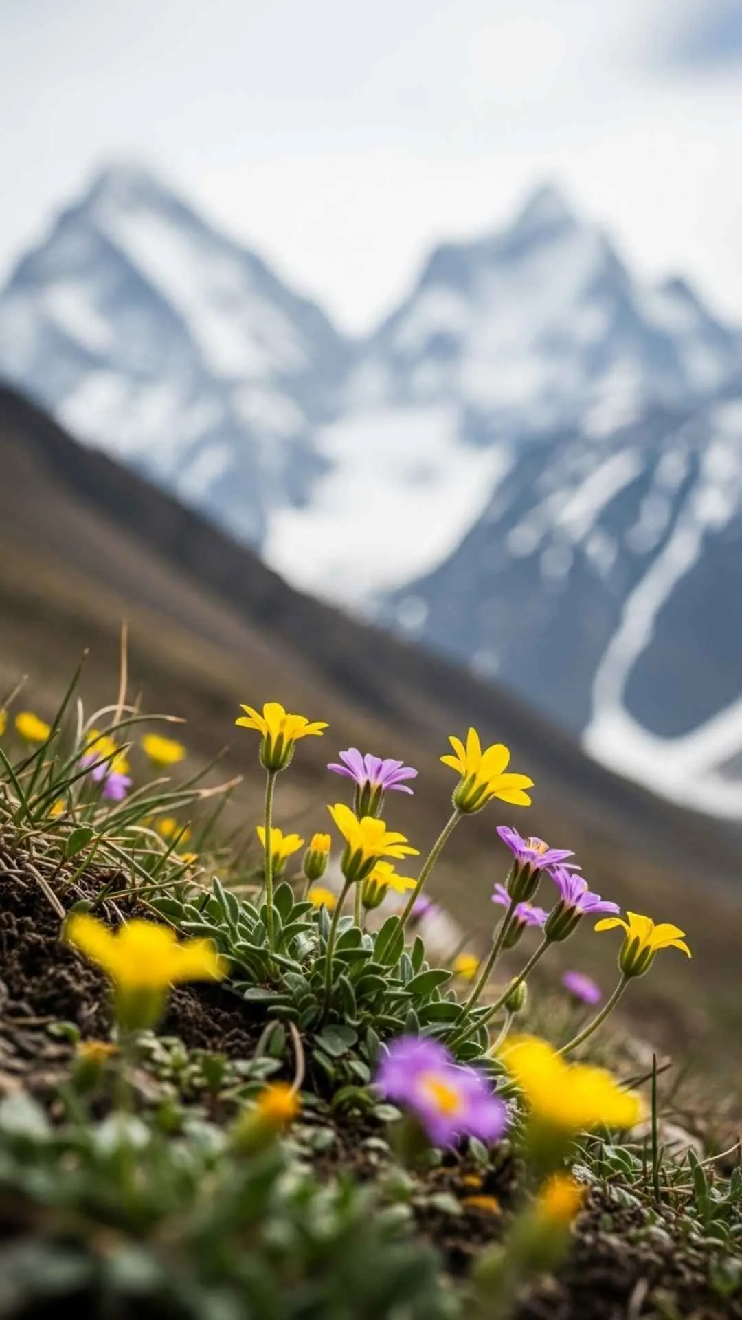 Colorful wildflowers blooming on a high-altitude meadow in the Himalayas. A hopeful nature DP representing resilience and beauty in adversity