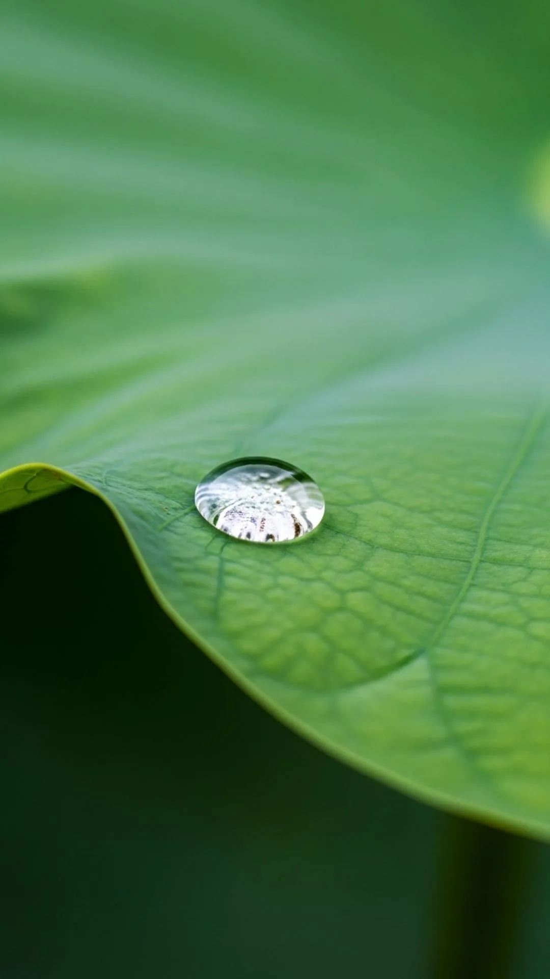 Macro shot of a dewdrop on a lotus leaf DP for WhatsApp, reflecting light. A pristine and pure nature profile picture.