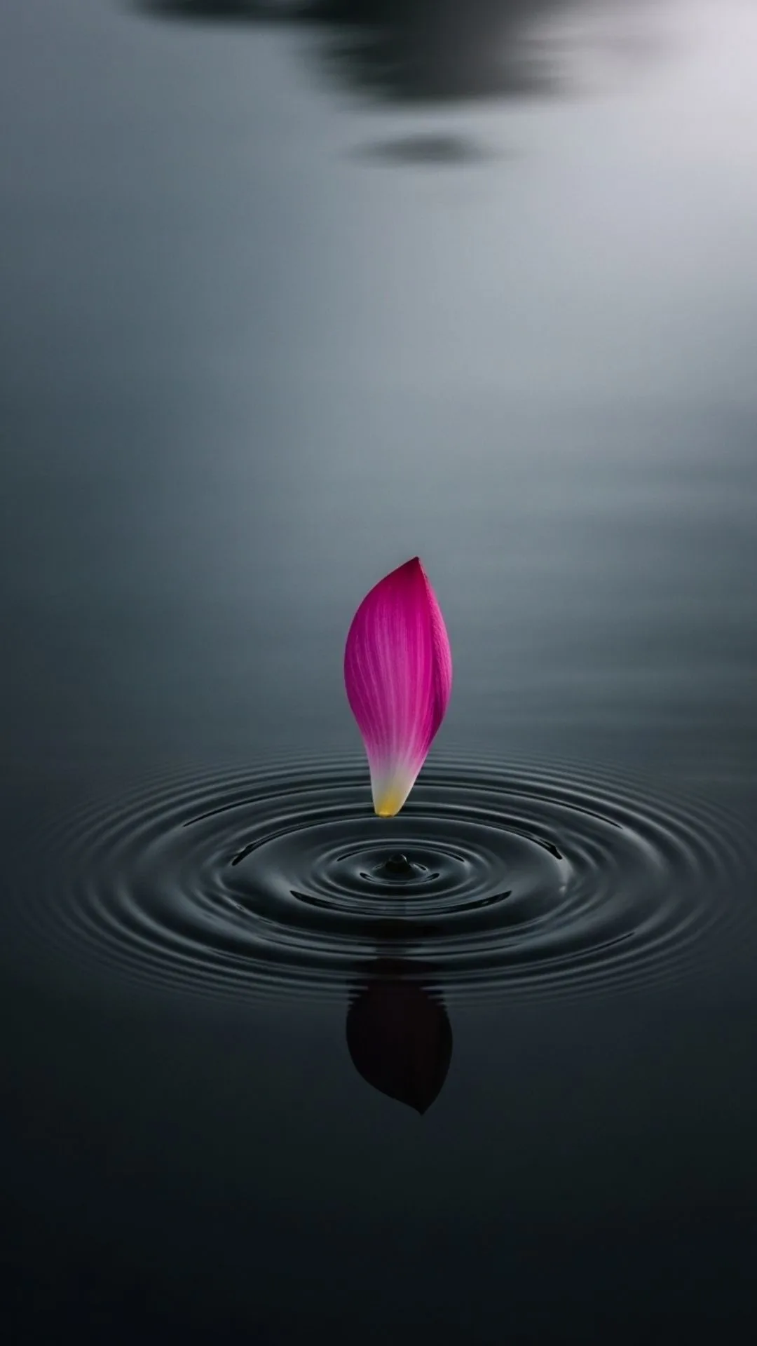 Serene lotus petal falling on water, symbolizing release and peace