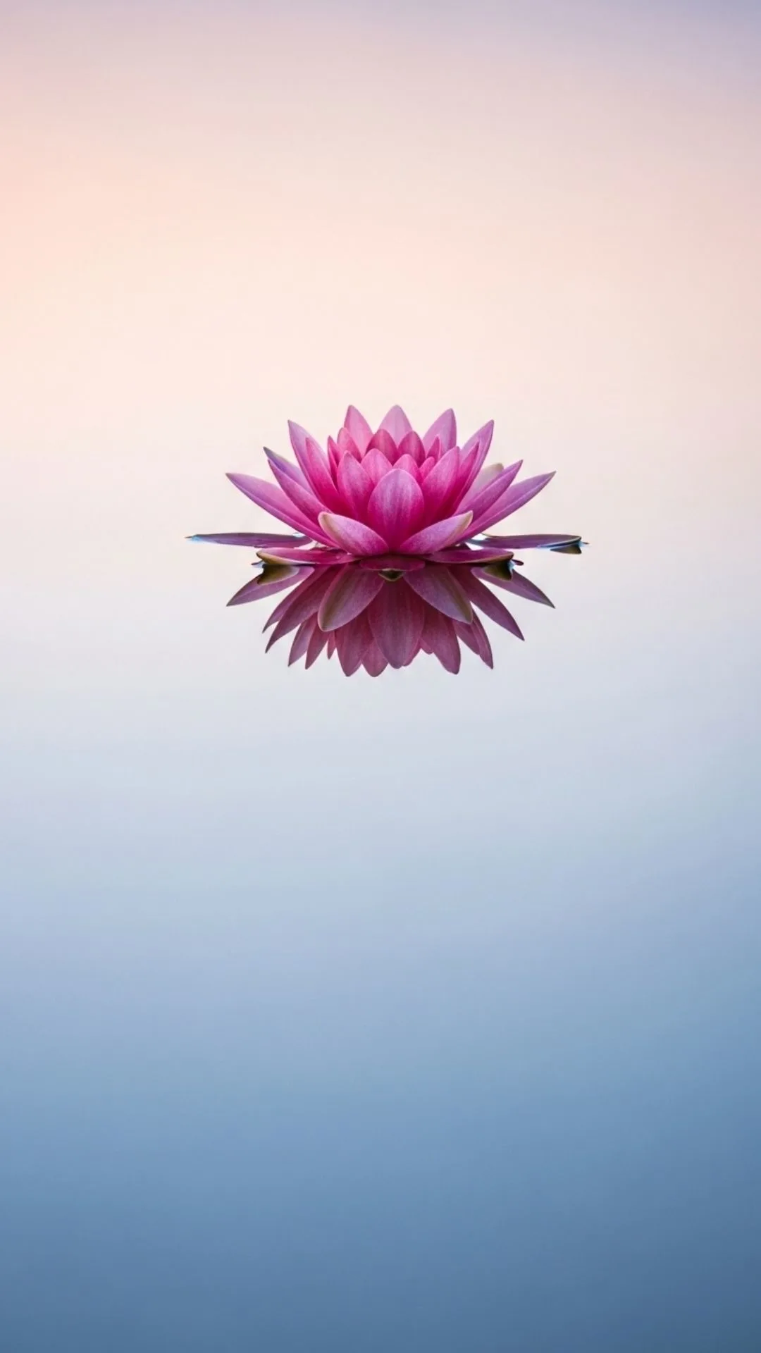 A calm and peaceful DP of a pink lotus flower and its perfect reflection on the water, a minimalist and serene avatar for meditation or a calm profile picture.