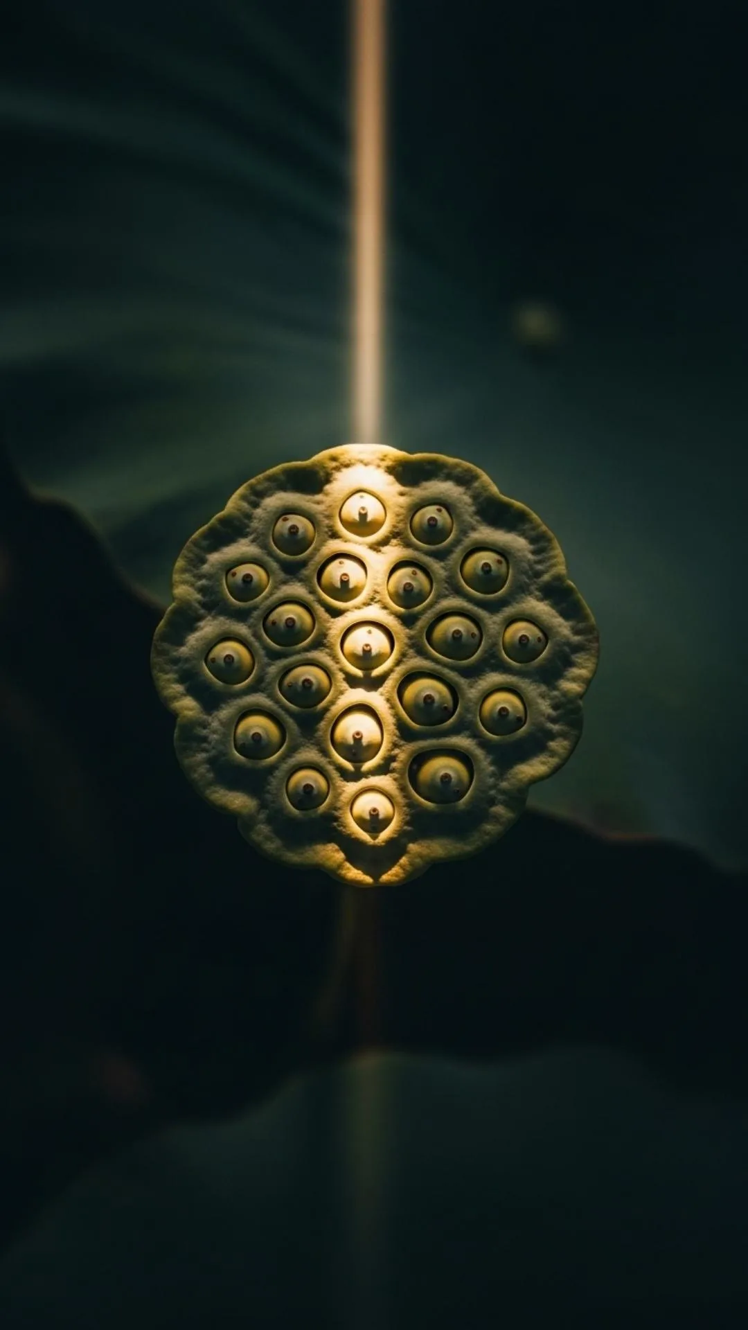 An aesthetic and spiritual avatar of a lotus seed pod in a sunbeam, symbolizing enlightenment and wisdom, a unique 4K profile picture for a new beginning.