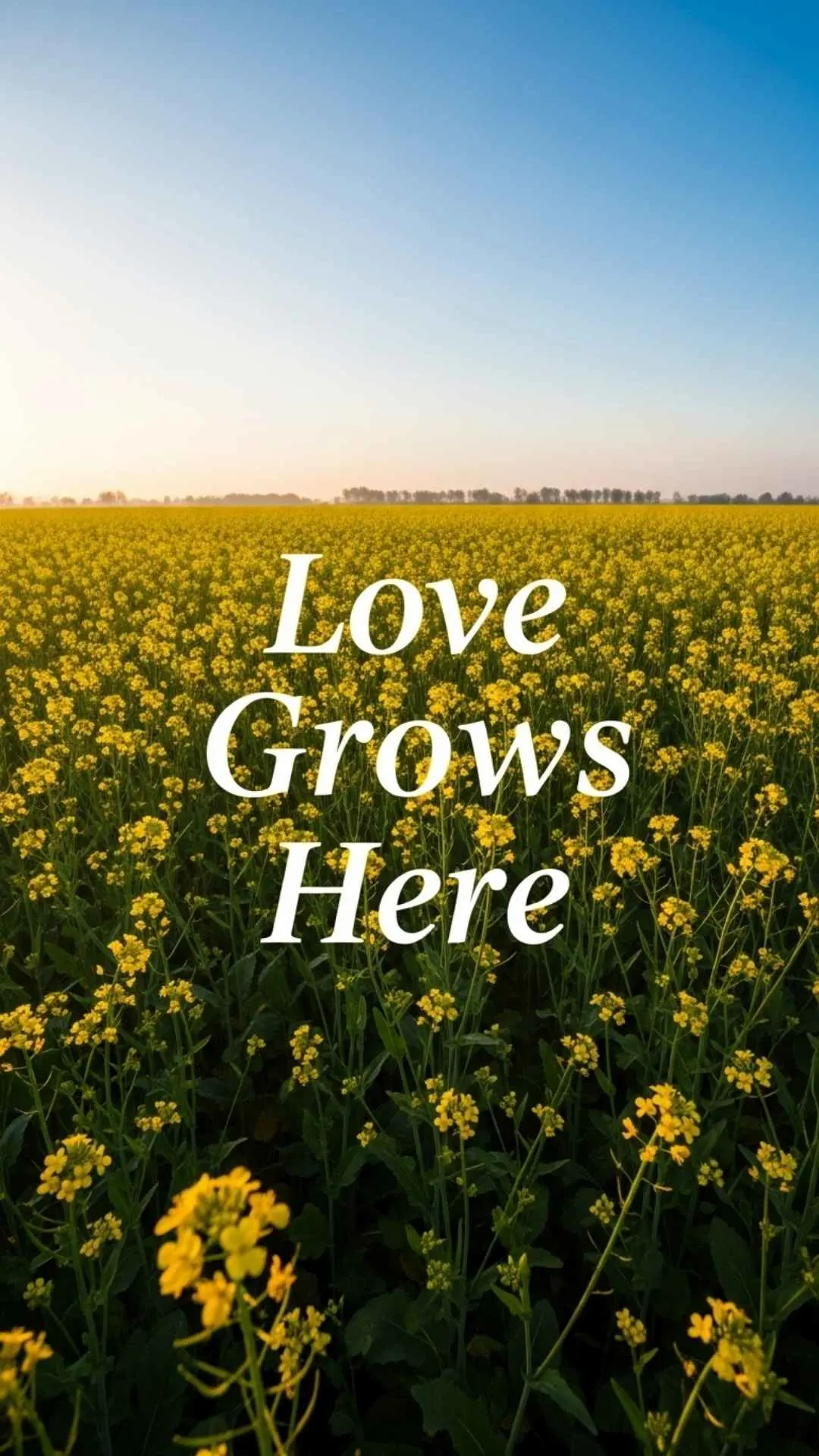 Vibrant mustard field with 'Love Grows Here' text, sunny landscape, healing growth, agricultural beauty.
