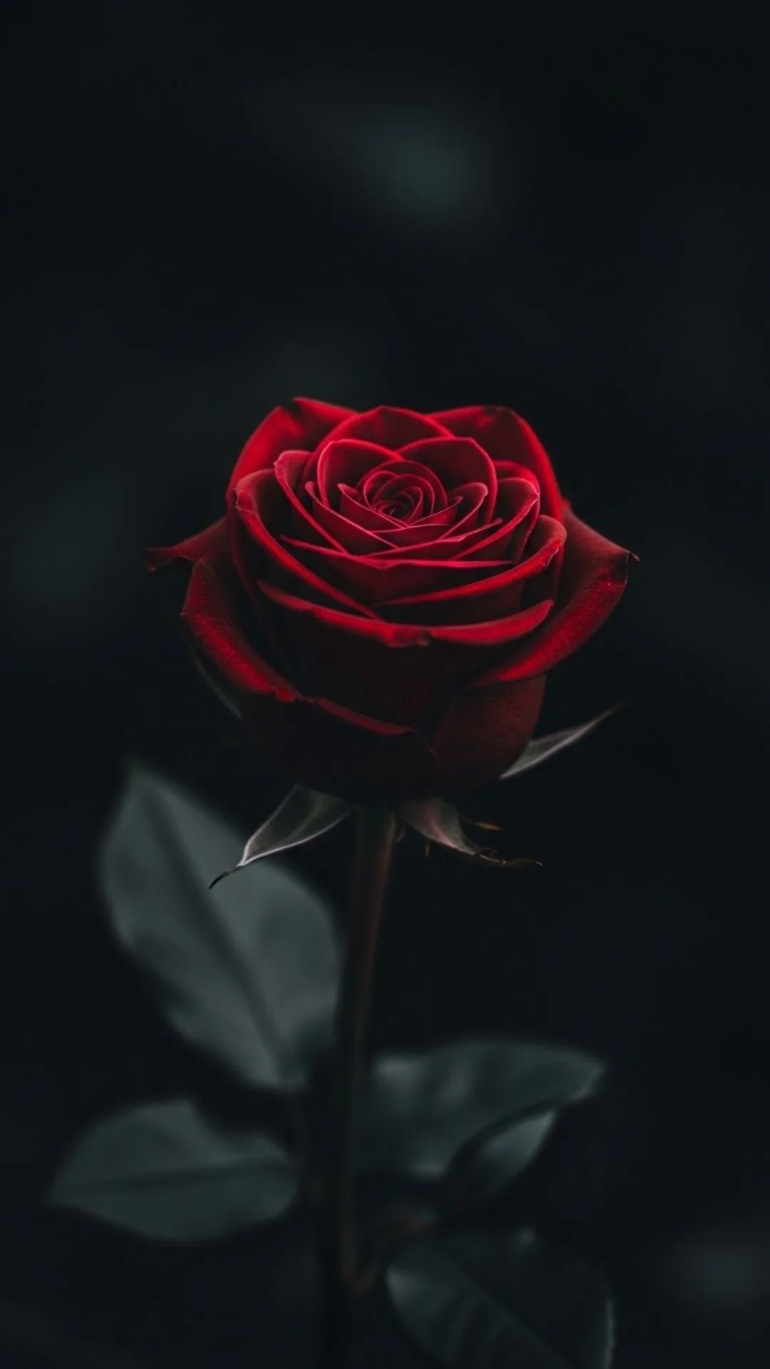 Elegant black WhatsApp DP featuring a minimalist black rose, symbolizing mystery and sophistication for aesthetic profile pictures.