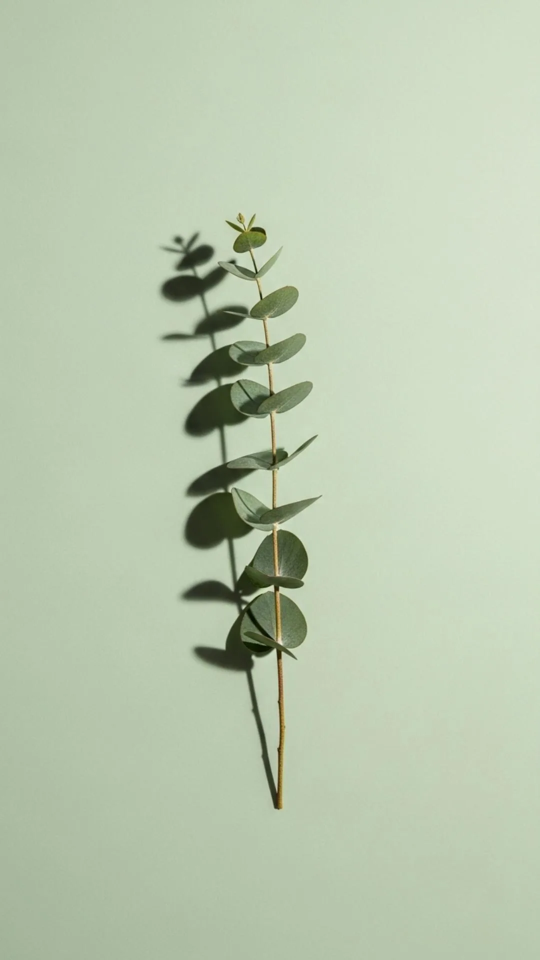 A calm minimalist DP of a single delicate plant stem against a soft pastel background, symbolizing nature, growth, and simplicity. #MinimalistNature #PlantDP #SimpleAesthetic #Calm #Green