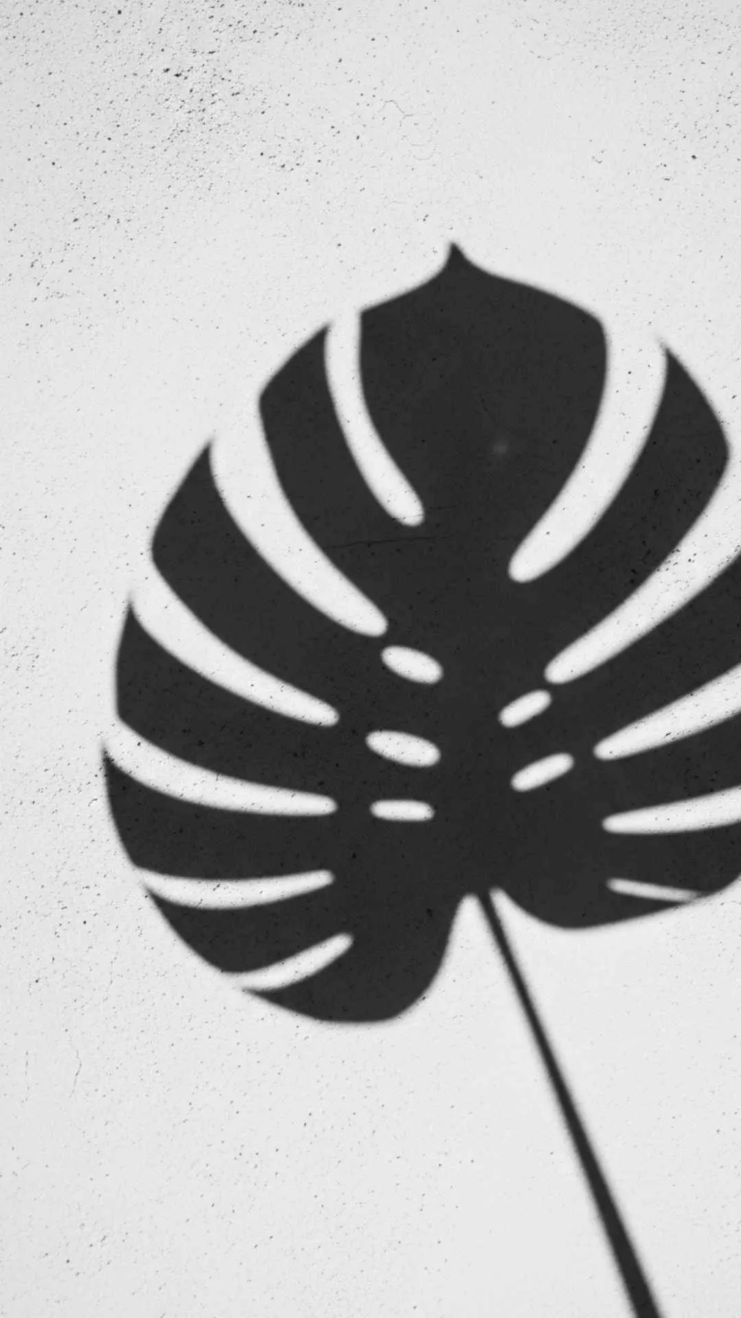 A minimalist DP featuring only the sharp shadow of a monstera leaf on a textured wall, representing subtlety and natural beauty. #ShadowPlay #MinimalistDP #LeafShadow #Aesthetic #Subtle