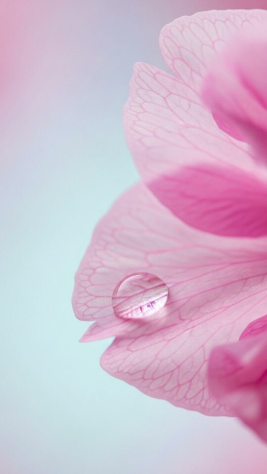 A macro shot of a pink cherry blossom petal with a dewdrop on a soft pastel background, for a minimalist aesthetic DP.