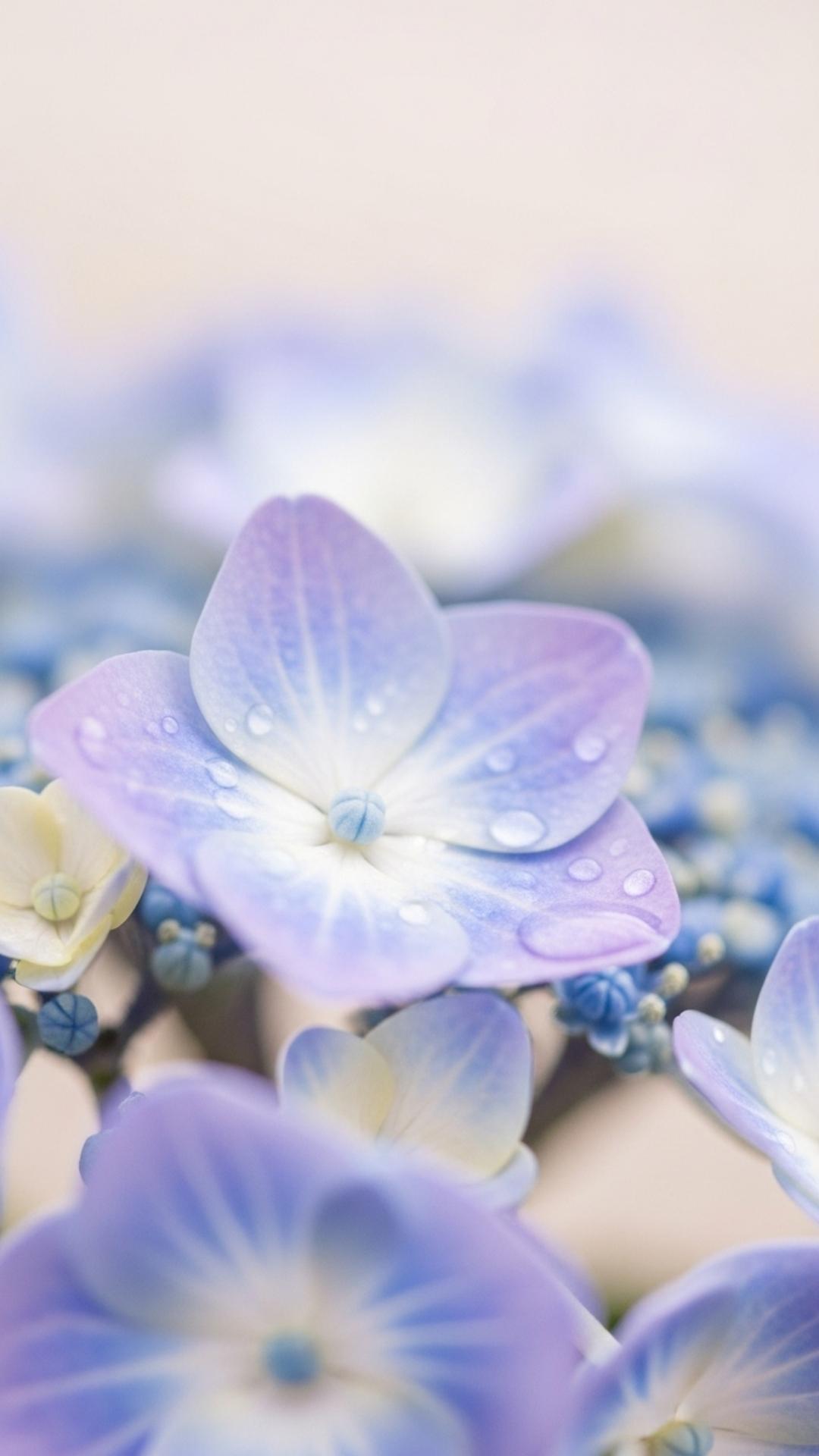 Monochromatic pastel blue and lavender hydrangeas, soft macro shot with shallow depth of field, gentle diffused light