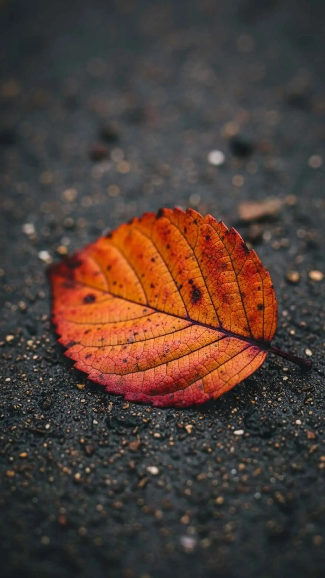 Unique sad DP featuring a close-up of a single fallen autumn leaf on wet ground, symbolizing melancholy and passing seasons for WhatsApp.