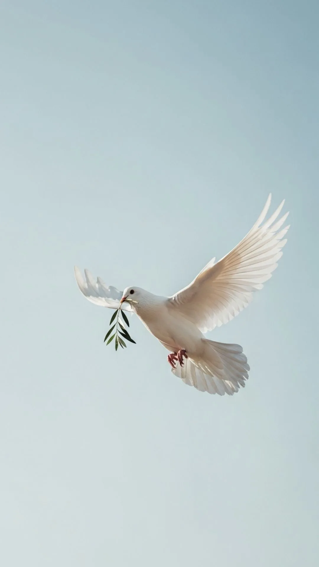 Peace Dove DP, white dove in flight with an olive branch, symbolizing peace and hope for WhatsApp profile.