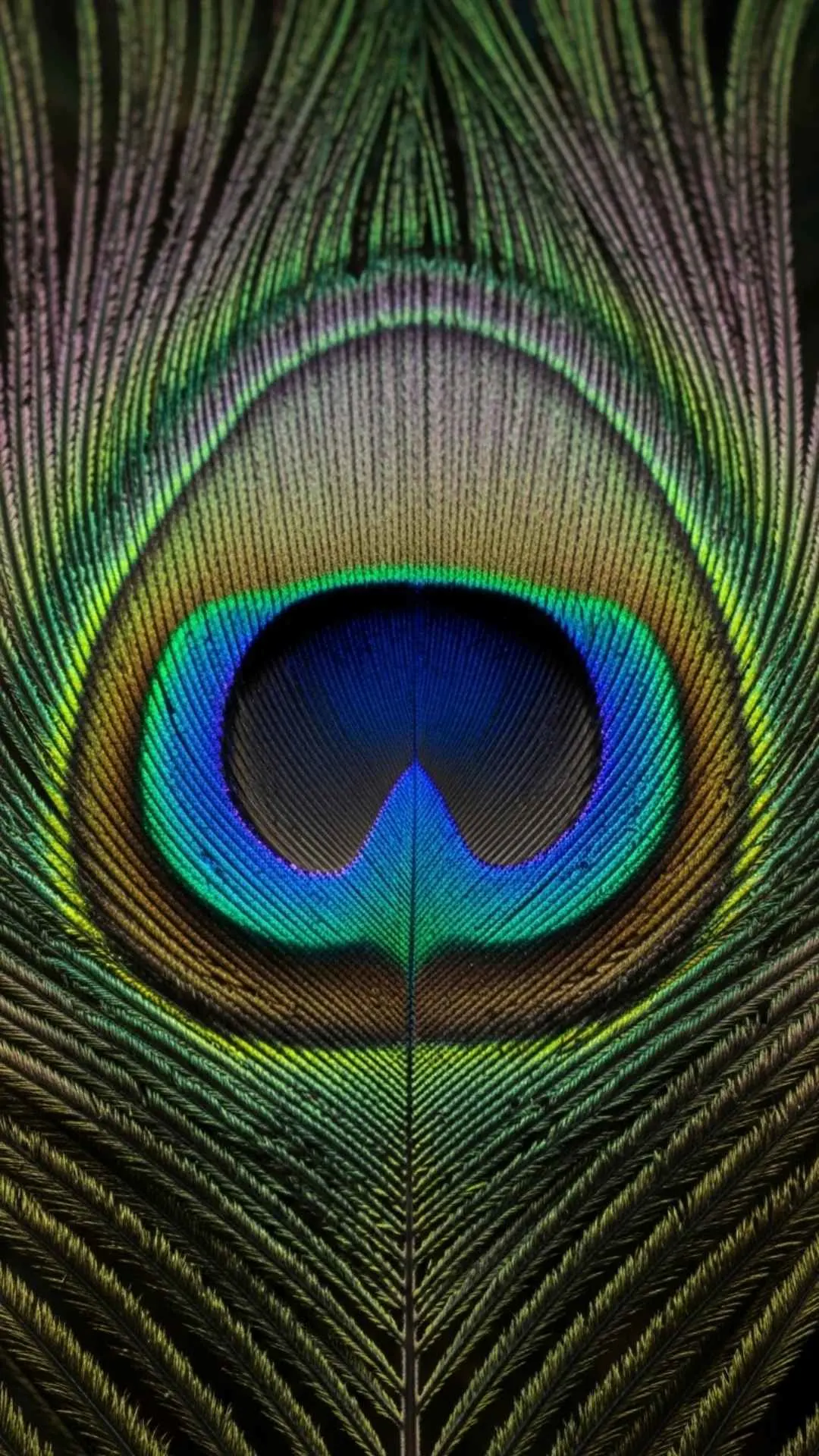 Peacock feather aesthetic DP, iridescent eye pattern, vibrant blues greens gold, intricate natural beauty, Indian national bird, captivating profile.