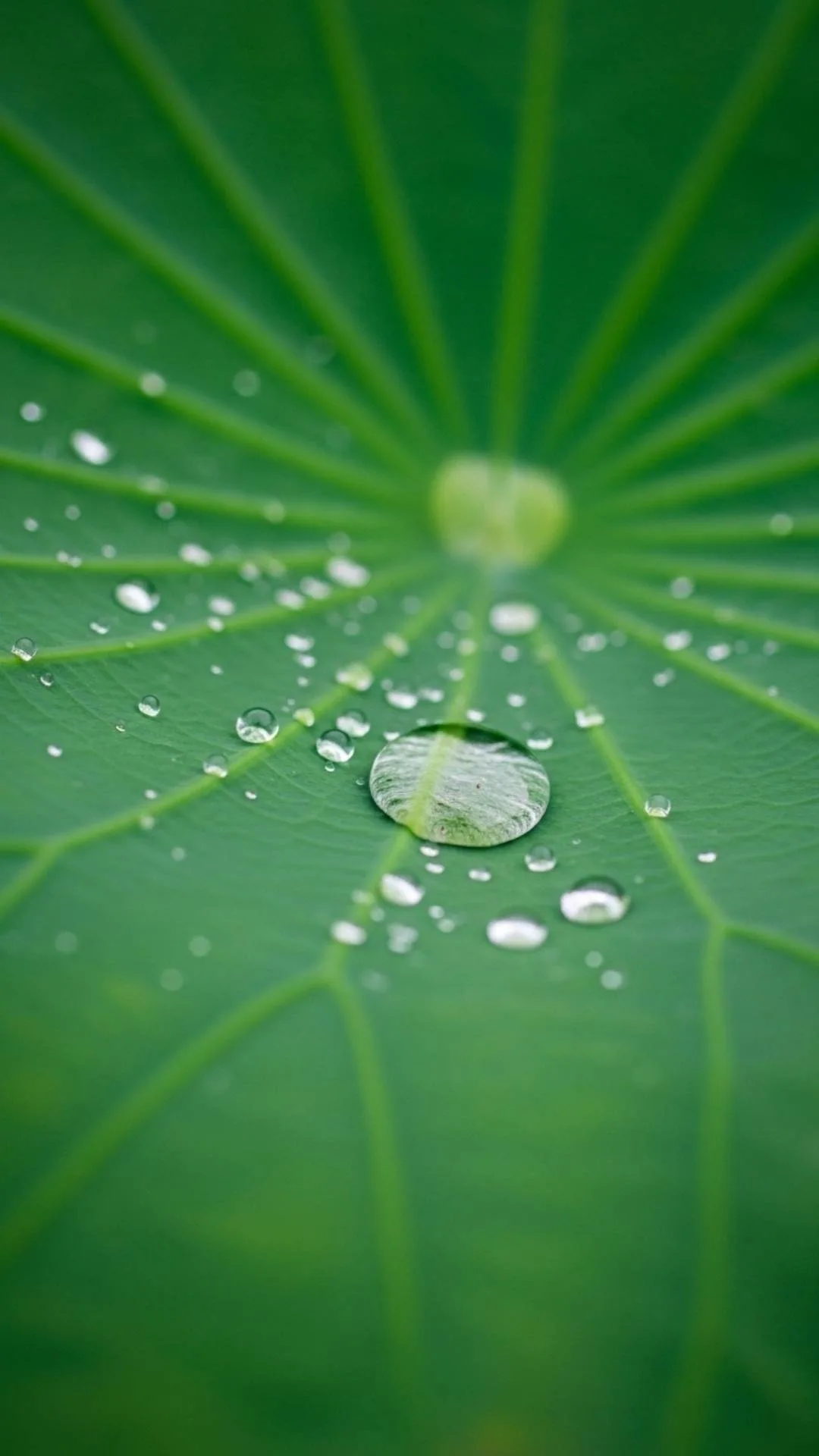Raindrops on lotus leaf, symbolizing pure emotion and calm