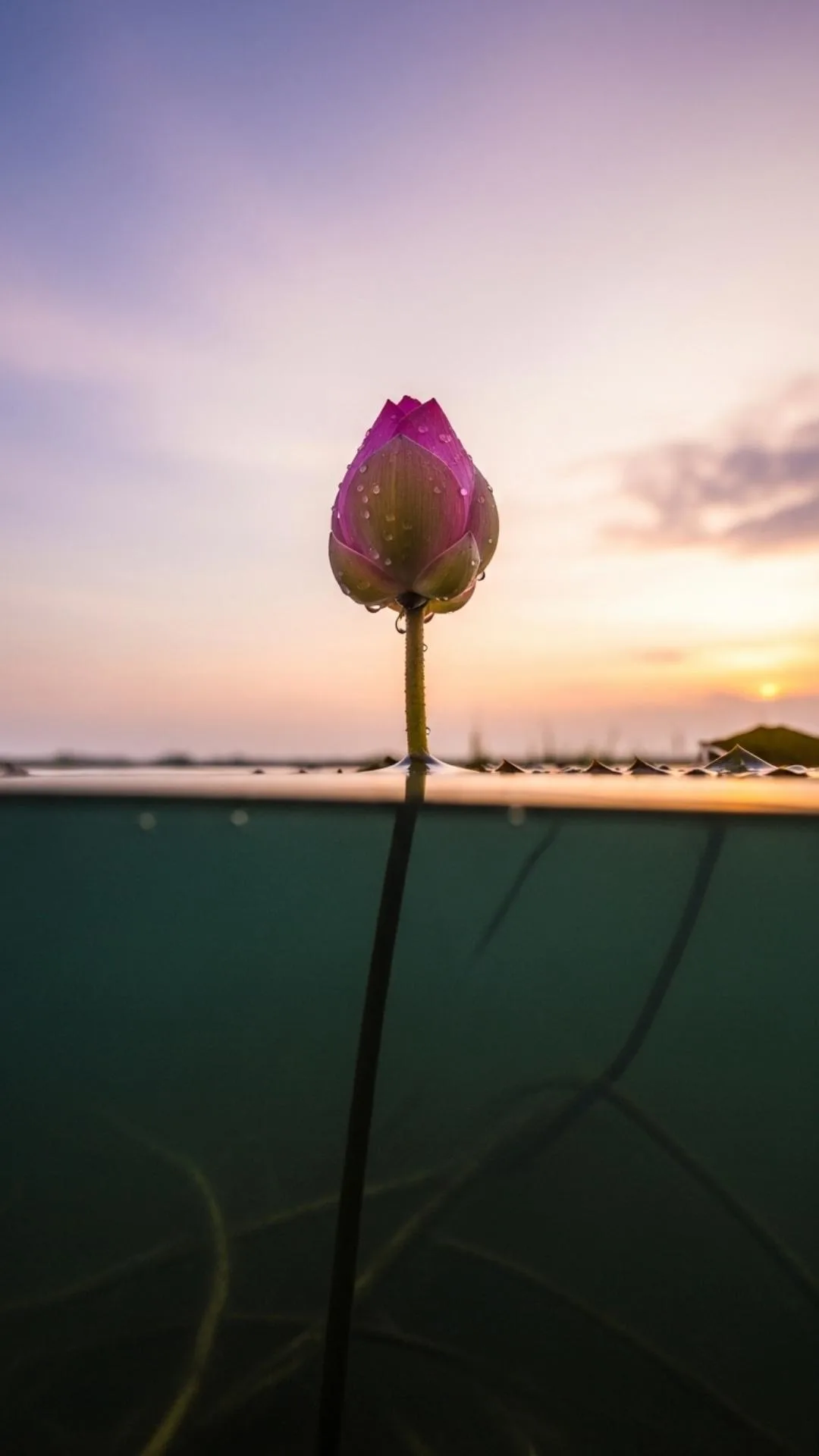 A motivational DP of a pink lotus bud rising from murky water, a beautiful image for a profile picture symbolizing resilience, hope, and overcoming challenges.