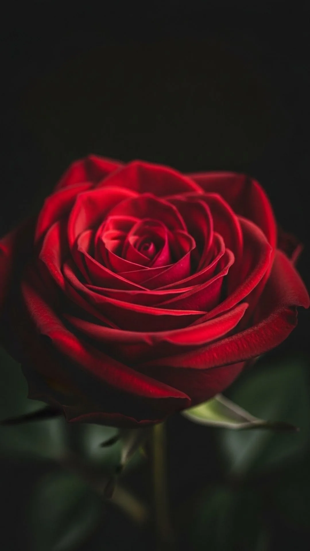 A close-up HD image of a single romantic red rose against a black background, perfect as a passionate, love-themed flower DP for WhatsApp or Instagram profile picture.