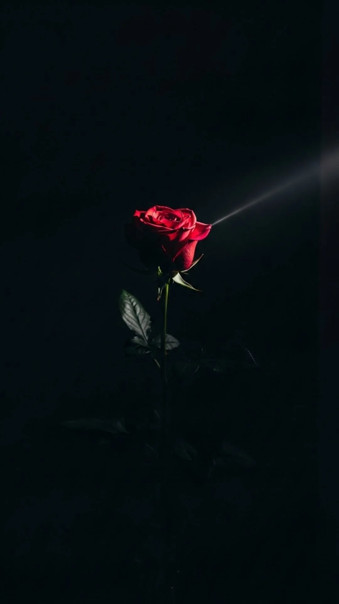 A moody, aesthetic avatar of a single rose emerging from deep shadow, a dark and mysterious image for a sad or alone DP for a profile picture.
