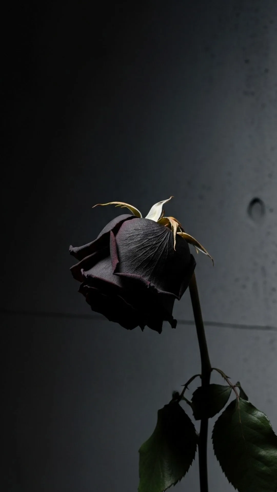 A sad, moody DP of a single wilting black rose against a dark background, an HD image symbolizing a broken heart, fading love, and feeling alone.