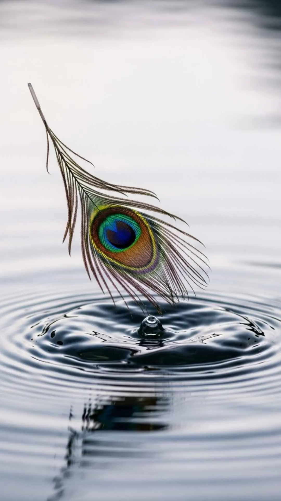 Ethereal peacock feather falling on shimmering water, peaceful iridescent colors, symbolic Indian beauty, calming