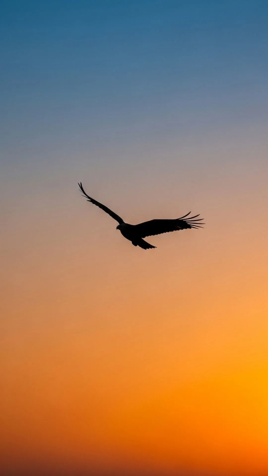 An inspiring silhouette DP of an eagle in flight against a sunrise sky, symbolizing freedom, hope, and ambition. #BirdInFlight #Freedom #Hope #Sunrise #InspirationalDP