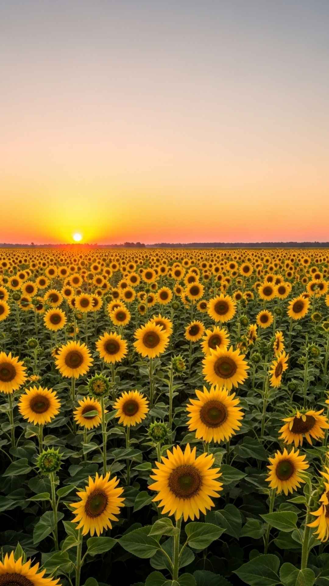 Cinematic wide shot of a sunflower field at sunrise, morning breeze, soft light, hopeful and free mood