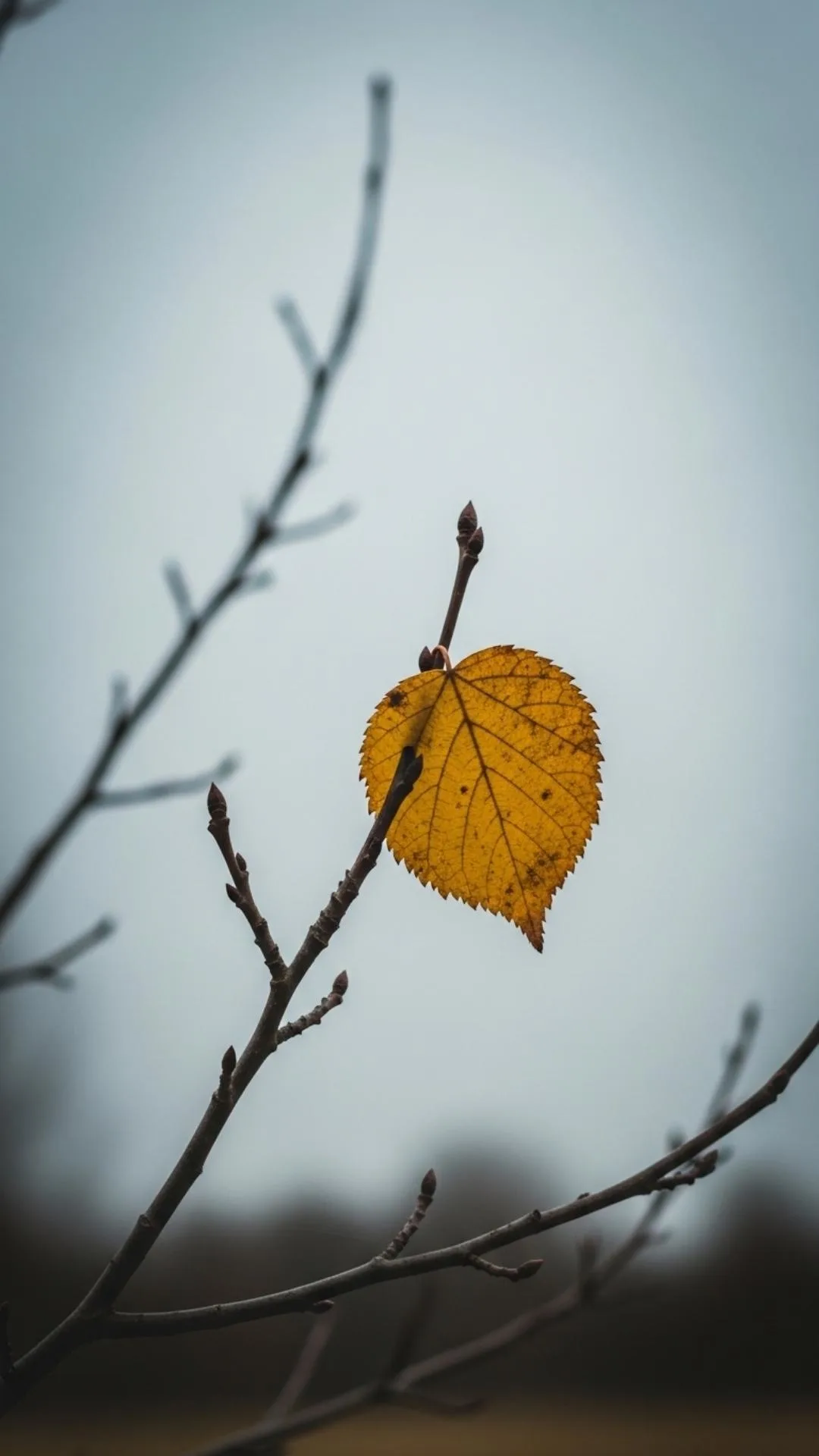 A symbolic DP of the last leaf on a tree, an image about holding on while being alone