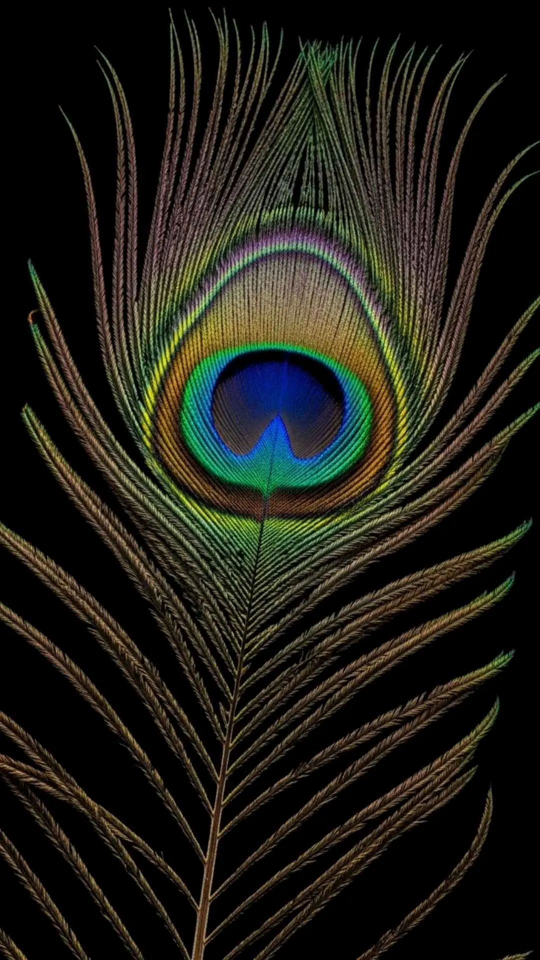 A beautiful and unique DP of a peacock feather, symbolizing vision, beauty, and integrity. A stylish and colorful image for an Instagram profile
