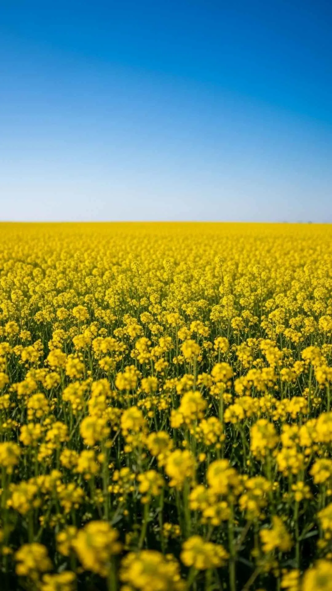 Vibrant field of yellow mustard flowers DP for WhatsApp, under a clear blue sky, symbolizing joy. Perfect floral nature image for profile.